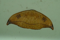 Callidrepana hirayamai