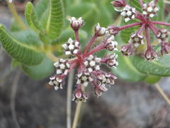 Xysmalobium parviflorum