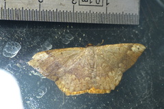 Peratostega deletaria