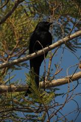 Dicrurus adsimilis fugax