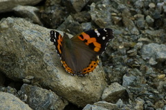 Vanessa indica indica