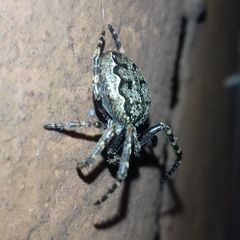 Nuctenea umbratica