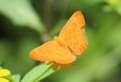 Emesis vulpina