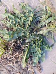 Taraxacum officinale