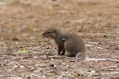 Euxerus erythropus