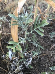 Ambrosia grayi