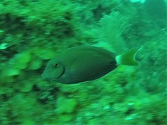 Acanthurus tractus