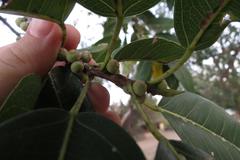 Ficus salicifolia