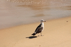 Larus dominicanus dominicanus