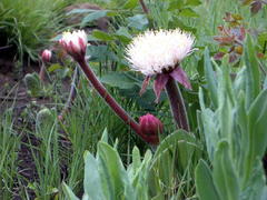 Haemanthus humilis hirsutus