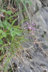 Allium carinatum