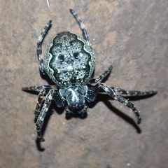 Nuctenea umbratica