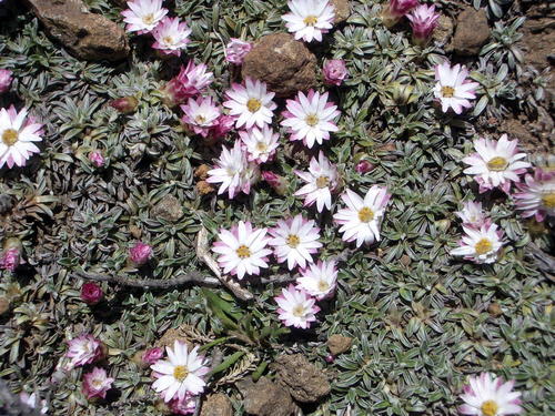Helichrysum praecurrens image