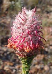 Paranomus longicaulis