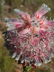 Paranomus longicaulis