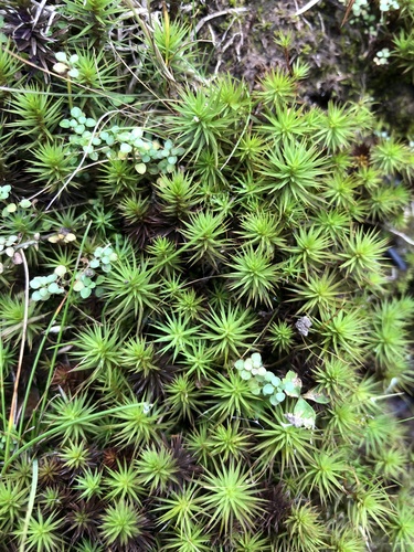 Polytrichum juniperinum