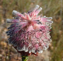 Paranomus longicaulis