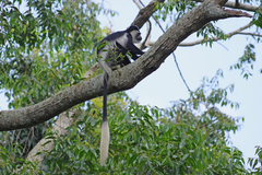 Colobus guereza