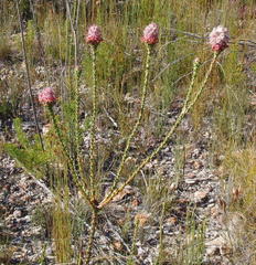 Paranomus longicaulis