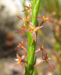 Struthiola tetralepis