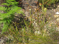 Struthiola tetralepis