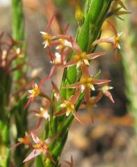Struthiola tetralepis