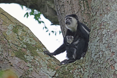 Colobus guereza
