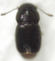 Ptinella ferruginea
