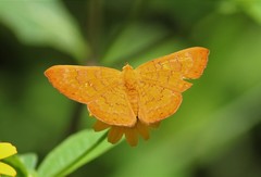 Emesis vulpina