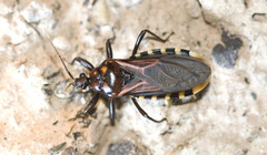 Brontostoma colossus