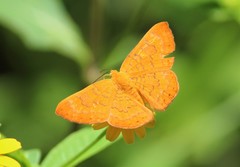 Emesis vulpina
