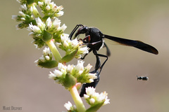 Delta bonellii