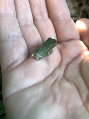 Hyla cinerea