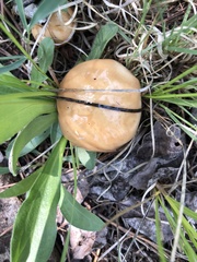 Suillus kaibabensis
