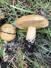 Suillus kaibabensis