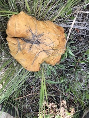 Suillus kaibabensis