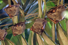 Hypsignathus monstrosus