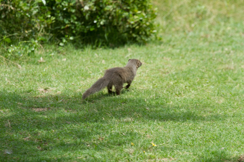 Cape Grey Mongoose, photo 8 of 9
