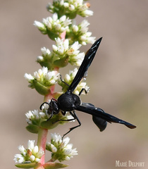 Delta bonellii