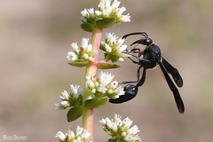 Delta bonellii
