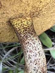 Suillus kaibabensis