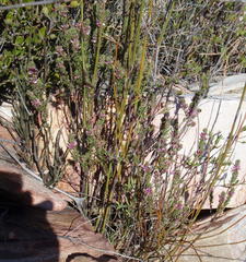 Indigofera flabellata