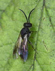Myrmosidae