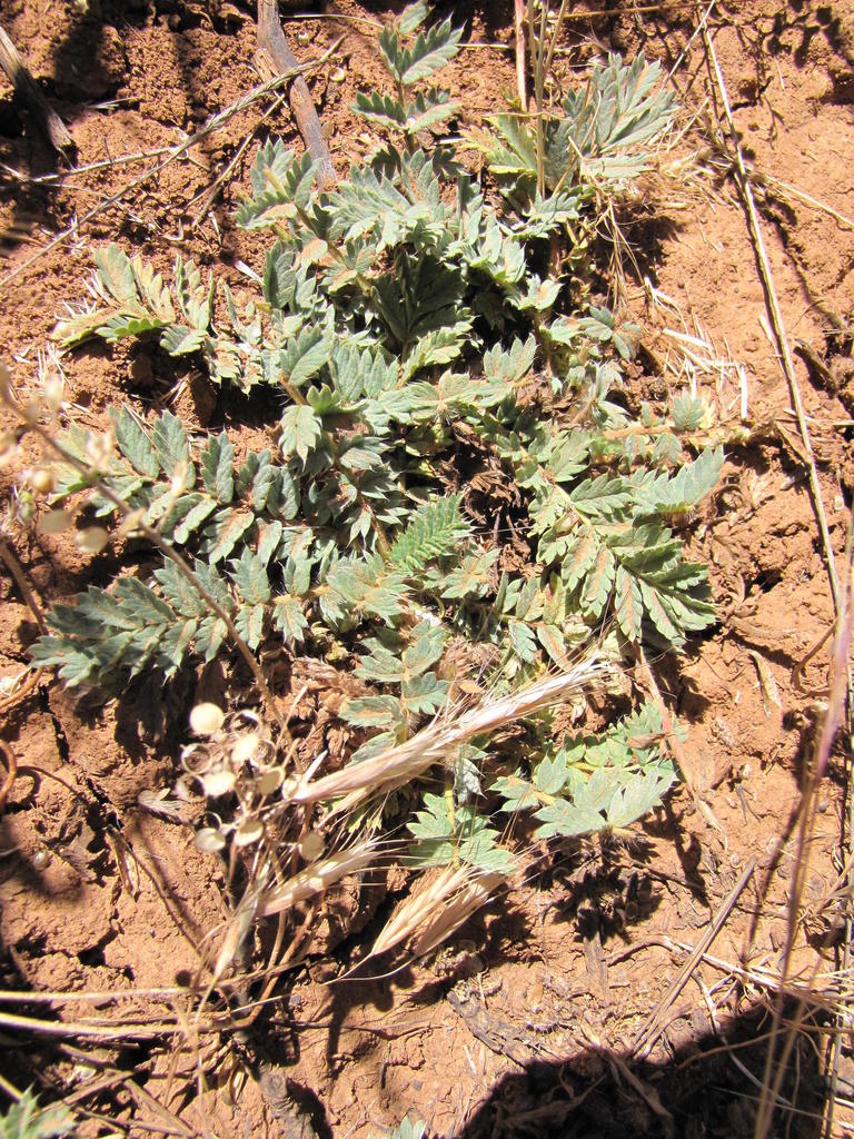Acaena latebrosa