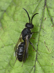 Myrmosidae
