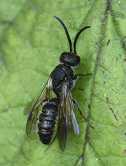 Myrmosidae
