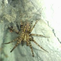 Tegenaria