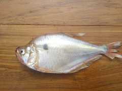 Roeboides microlepis