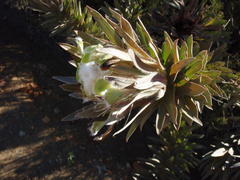 Protea coronata