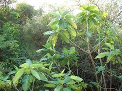 Vasconcellea quercifolia
